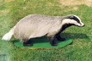 Preparace - jezevec