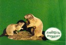 Preparace - svišti